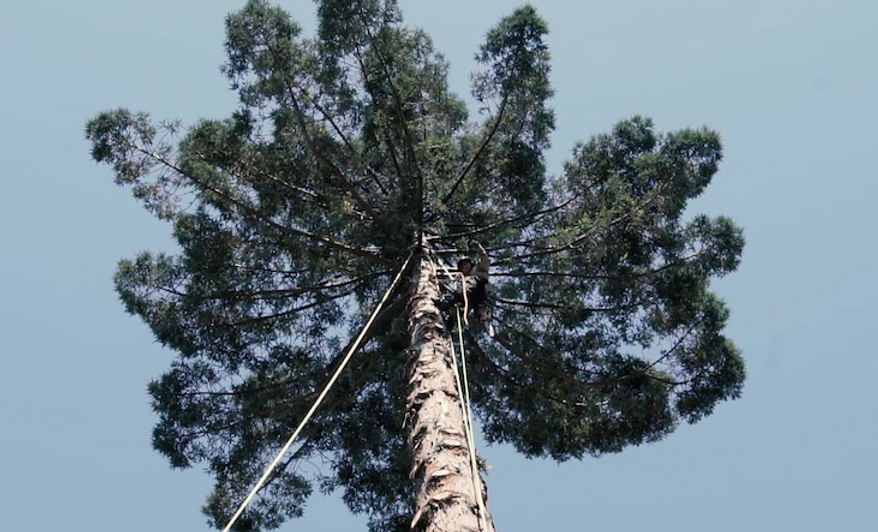 worker in a tree